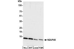 anti-NADH Dehydrogenase (Ubiquinone) 1 alpha Subcomplex, 5, 13kDa (NDUFA5) (AA 66-116) antibody