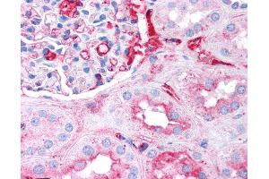 Anti-Fibrinogen antibody IHC of human kidney. (Fibrinogen antibody)