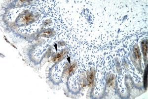 Image no. 1 for anti-Ets Variant 6 (ETV6) (AA 320-369) antibody (ABIN6735805) (ETV6 antibody  (AA 320-369))