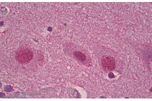 Anti-ROR Alpha antibody IHC staining of human brain, cortex. (RORA antibody  (AA 6-55))