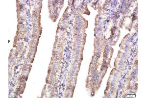 Paraformaldehyde-fixed, paraffin embedded mouse intestine tissue, Antigen retrieval by boiling in sodium citrate buffer(pH6) for 15min, Block endogenous peroxidase by 3% hydrogen peroxide for 30 minutes, Blocking buffer (normal goat serum) at 37°C for 20min, Antibody incubation with Rabbit Anti-HEG1 Polyclonal Antibody, Unconjugated  at 1:400 overnight at 4°C, followed by a conjugated secondary and DAB staining (HEG1 antibody  (AA 1151-1381))