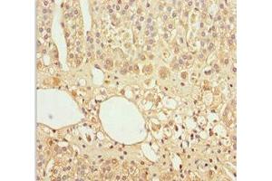 Immunohistochemistry of paraffin-embedded human adrenal gland tissue using ABIN7153645 at dilution of 1:100
