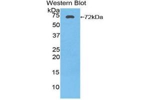 Western Blotting (WB) image for anti-Heat Shock 70kDa Protein 1A (HSPA1A) (AA 1-641) antibody (ABIN1174202) (HSP70 1A antibody  (AA 1-641))