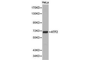 Western Blotting (WB) image for anti-Activating Transcription Factor 2 (ATF2) antibody (ABIN1871128)