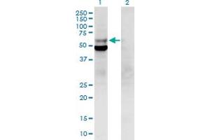 Western Blot analysis of POLD2 expression in transfected 293T cell line by POLD2 MaxPab polyclonal antibody. (POLD2 antibody  (AA 1-469))