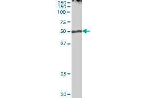 ENPP7 MaxPab polyclonal antibody. (ENPP7 antibody  (AA 1-458))