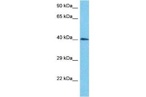 Host:  Rabbit  Target Name:  MYCLP1  Sample Type:  HepG2 Whole Cell lysates  Antibody Dilution:  1. (MYCL2 antibody  (N-Term))