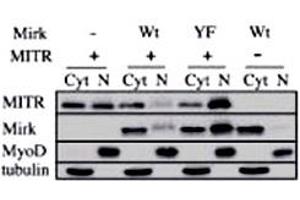 Immunoblots for HDAC9 polyclonal antibody , Mirk, MyoD and tubulin proteins are shown for cytoplasmic (Cyt) and nuclear (N) extracts from undifferentiated C2C12 myoblasts. (HDAC9 antibody  (N-Term))