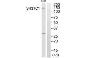 Western blot analysis of extracts from K562 cells, using SH3TC1 antibody. (SH3TC1 antibody)