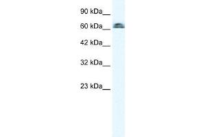 Human K562; WB Suggested Anti-IVNS1ABP Antibody Titration: 0. (IVNS1ABP antibody  (N-Term))