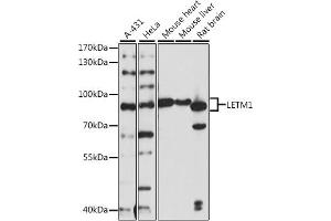 Western blot analysis of extracts of various cell lines, using LETM1 antibody  at 1:1000 dilution. (LETM1 antibody  (AA 1-140))