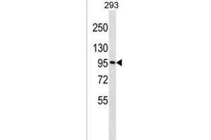 GOLGA6A Antibody (C-term) (ABIN1537428 and ABIN2849898) western blot analysis in 293 cell line lysates (35 μg/lane). (GOLGA6A antibody  (C-Term))