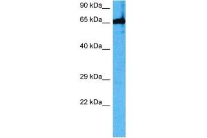 Host:  Mouse  Target Name:  TBX18  Sample Tissue:  Mouse Liver  Antibody Dilution:  1ug/ml