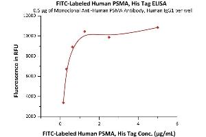 Immobilized Monoclonal A PSMA Antibody, Human IgG1 at 5 μg/mL (100 μL/well) can bind Fed Human PSMA, His Tag (ABIN6973205) with a linear range of 0. (PSMA Protein (AA 44-750) (His tag,FITC))