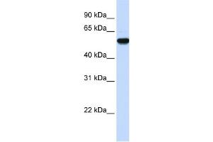 WB Suggested Anti-EEF1A2 Antibody Titration:  0. (EEF1A2 antibody  (Middle Region))