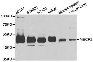 Western blot analysis of extracts of various cell lines, using MECP2 antibody.