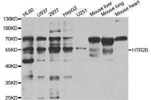 Western blot analysis of extracts of various cell lines, using HTR2B antibody (ABIN5973312) at 1/1000 dilution. (Serotonin Receptor 2B antibody)