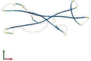AlphaFold protein structure predicition of Mouse Recombinant Golga2 Protein, UniprotID Q921M4 (Golgin A2 (GOLGA2) (AA 1-999) protein (His tag))