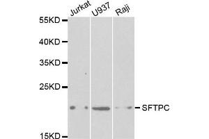 Western blot analysis of extracts of various cell lines, using SFTPC antibody. (Surfactant Protein C antibody  (AA 1-197))