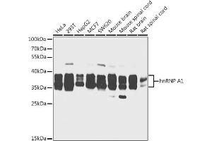 Western blot analysis of extracts of various cell lines, using hnRNP  antibody (2446) at 1:1000 dilution. (HNRNPA1 antibody  (AA 1-140))