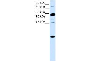 WB Suggested Anti-CXCL1 Antibody Titration:  0. (CXCL1 antibody  (Middle Region))
