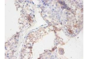 Immunohistochemistry of paraffin-embedded human testis tissue using ABIN7141195 at dilution of 1:100 (Butyrylcholinesterase antibody  (AA 1-141))