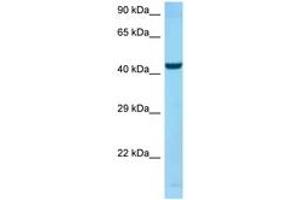 SPOCK2/Testican 2 antibody  (AA 325-374)