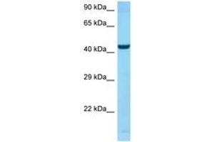 Image no. 1 for anti-Sparc/osteonectin, Cwcv and Kazal-Like Domains Proteoglycan (Testican) 2 (SPOCK2) (AA 325-374) antibody (ABIN6748387)