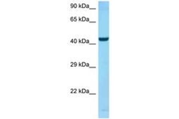SPOCK2/Testican 2 antibody  (AA 325-374)