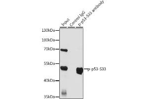 Immunoprecipitation (IP) image for anti-Tumor Protein P53 (TP53) (pSer33) antibody (ABIN6136276)