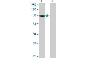 Western Blot analysis of PCDHGA8 expression in transfected 293T cell line by PCDHGA8 monoclonal antibody (M01), clone 1C11.