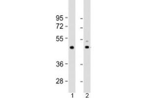 Western blot testing of 1) human heart lysate and 2) mouse heart lysate with TPRA1 antibody at 1:2000. (GPR175 antibody  (AA 16-47))