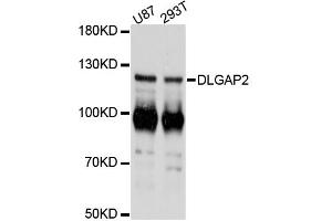 Western blot analysis of extracts of various cell lines, using DLGAP2 antibody (ABIN6292252) at 1:3000 dilution. (DLGAP2 antibody)