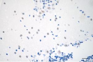 Immunohistochemistry was performed on paraffin-embedded mouse brain using chromobox 3 antibody (ABIN7798064), 1:500). (CBX3 antibody)
