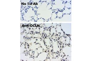 Immunohistochemistry (IHC) image for anti-Occludin (OCLN) (C-Term) antibody (ABIN7273069) (Occludin antibody  (C-Term))