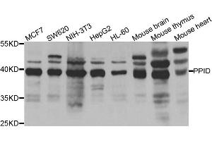 Western blot analysis of extracts of various cell lines, using PPID antibody.