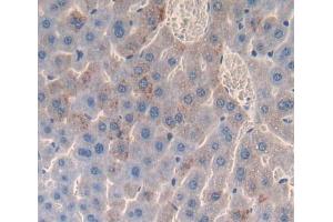 Used in DAB staining on fromalin fixed paraffin- embedded liver tissue (Cathepsin H antibody  (AA 21-333))