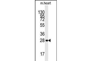 Western blot analysis of anti-PRKAB1 Antibody (N-term) (ABIN391054 and ABIN2841211) in mouse heart lysates (35 μg/lane). (PRKAB1 antibody  (N-Term))