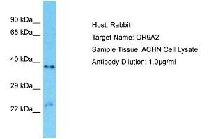 Western Blotting (WB) image for anti-Olfactory Receptor, Family 9, Subfamily A, Member 2 (OR9A2) (C-Term) antibody (ABIN2791796)
