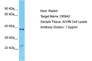Host: Rabbit Target Name: OR9A2 Sample Type: ACHN Whole Cell lysates Antibody Dilution: 1. (OR9A2 antibody  (C-Term))