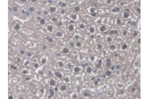 Detection of CYP-40 in Mouse Liver Tissue using Polyclonal Antibody to Cyclophilin 40 (CYP-40) (PPID antibody  (AA 9-189))