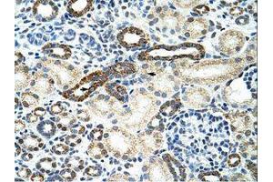 Image no. 1 for anti-Heterogeneous Nuclear Ribonucleoprotein F (HNRNPF) (C-Term) antibody (ABIN202472) (HNRNPF antibody  (C-Term))