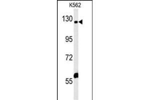 IQSEC3 Antibody (N-term) (ABIN652154 and ABIN2840570) western blot analysis in K562 cell line lysates (35 μg/lane). (IQSEC3 antibody  (N-Term))