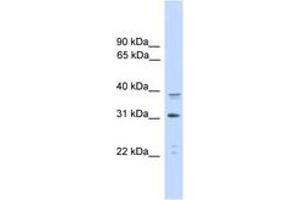 Image no. 1 for anti-CCAAT/enhancer Binding Protein (C/EBP), alpha (CEBPA) (AA 265-314) antibody (ABIN6745500) (CEBPA antibody  (AA 265-314))