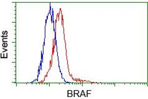 Flow cytometric analysis of Hela cells, using anti-BRAF antibody (ABIN2452815), (Red) compared to a nonspecific negative control antibody (TA50011) (Blue). (BRAF antibody)
