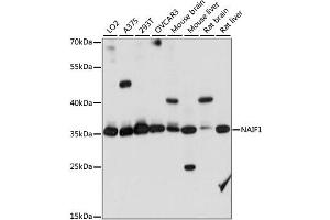 Western blot analysis of extracts of various cell lines, using NAIF1 antibody. (NAIF1 antibody)