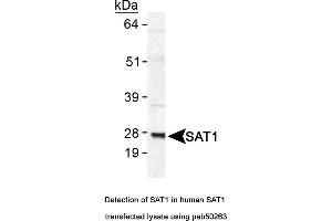 Image no. 1 for anti-Spermidine/spermine N1-Acetyltransferase 1 (SAT1) (AA 100-171), (C-Term) antibody (ABIN363572) (SAT1 antibody  (C-Term))