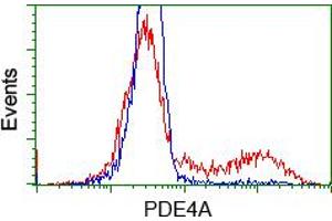 Image no. 1 for anti-phosphodiesterase 4A, CAMP-Specific (PDE4A) antibody (ABIN1500086) (PDE4A antibody)