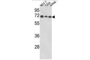Western blot analysis of ABI1 Antibody (N-term) in MCF-7, CEM, Jurkat cell line lysates (35ug/lane).