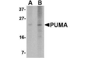 Western Blotting (WB) image for anti-BCL2 Binding Component 3 (BBC3) (AA 76-170) antibody (ABIN492517) (PUMA antibody  (AA 76-170))